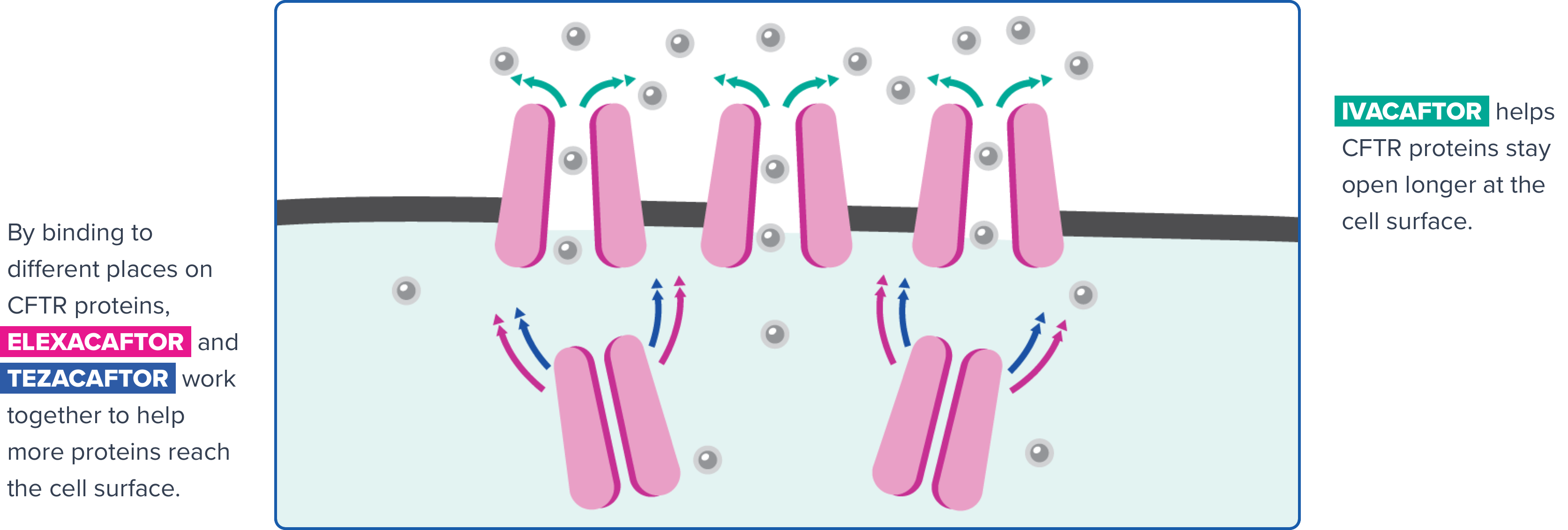 By binding to different places on CFTR proteins, ELEXACAFTOR and TEZACAFTOR work together to help more proteins reach the cell surface. IVACAFTOR helps CFTR proteins stay open longer at the cell surface.